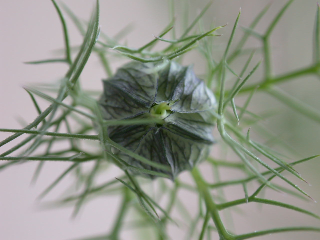 Nigella damascena / Damigella scapigliata